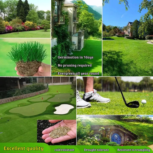 ForeverGreen All Seasons Dwarf Grass Seeds (Pack Of 100 seeds)