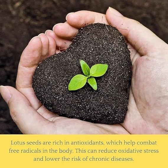 (20 Seeds) Bonsai Lotus Flower Seeds – Hybrid Japanese Lotus Seeds for Home Garden & Water Plants