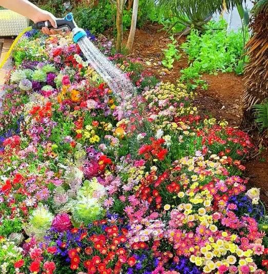 150 Variety Organic Flower Seeds Pack with Free Plant Growth Supplement