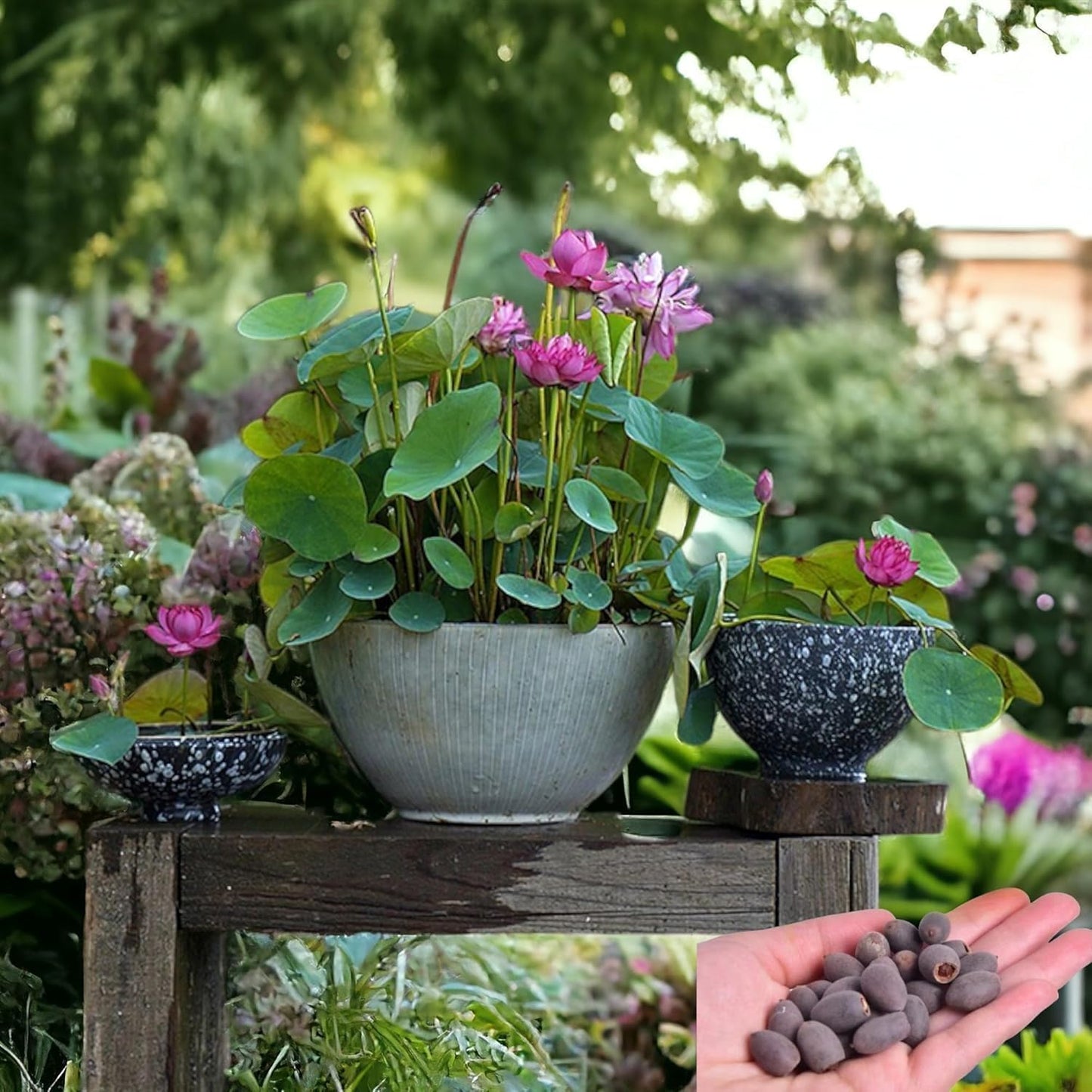 (20 Seeds) Bonsai Lotus Flower Seeds – Hybrid Japanese Lotus Seeds for Home Garden & Water Plants