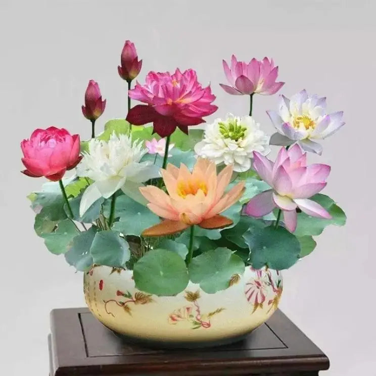 (20 Seeds) Bonsai Lotus Flower Seeds – Hybrid Japanese Lotus Seeds for Home Garden & Water Plants