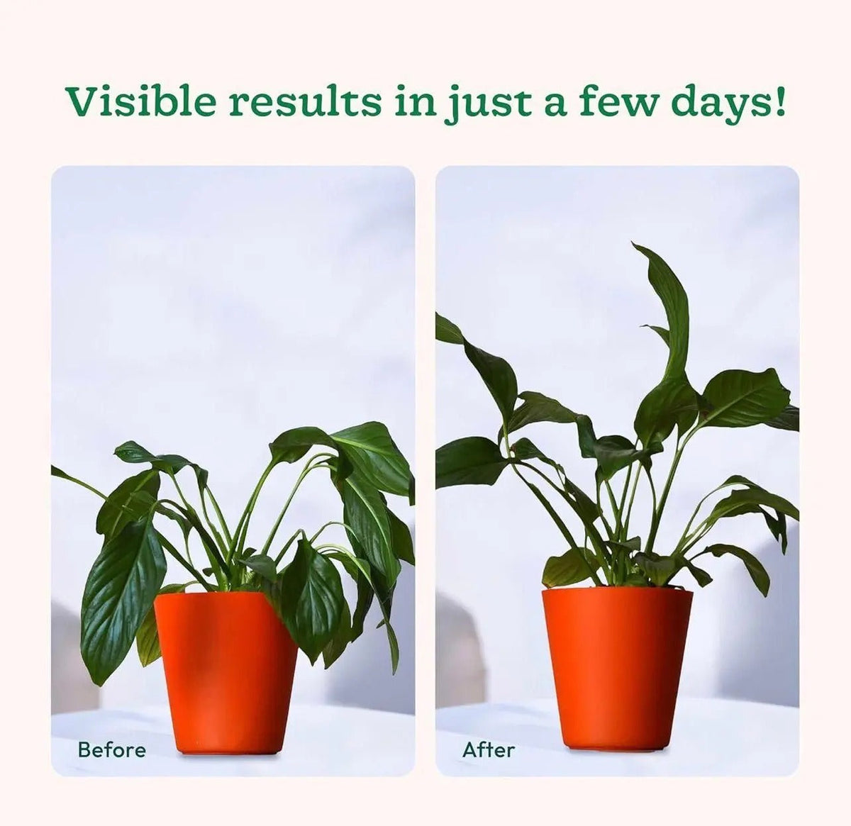 (Pack of 2) Plant Food Sticks for Indoor & Outdoor Plants - 50 Pcs