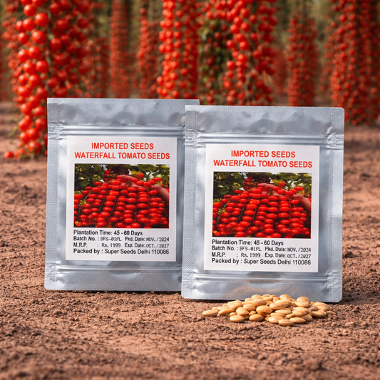 AI Waterfall Tomato Seeds pack of 2