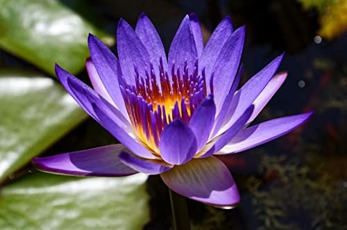 (Pack of 2) Rare Purple Lotus Flower Seeds – Natural Water Lily Seeds for Home Garden & Pond