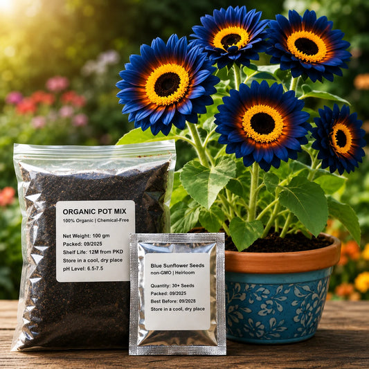 Blue Flame Sunflower Seeds with Organic Pot Mix – Pack of 1