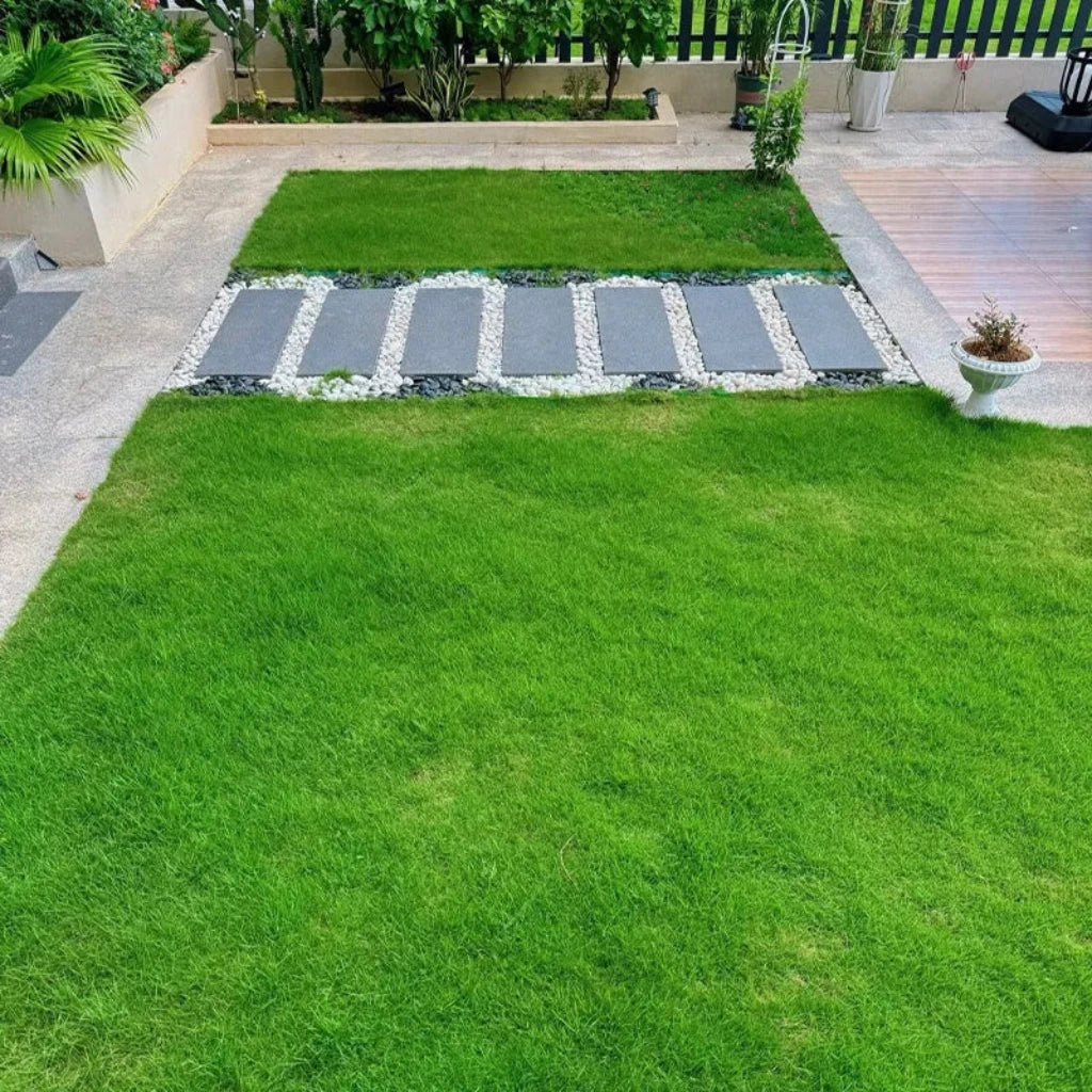 ForeverGreen All Seasons Dwarf Grass Seeds