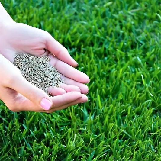ForeverGreen All Seasons Dwarf Grass Seeds