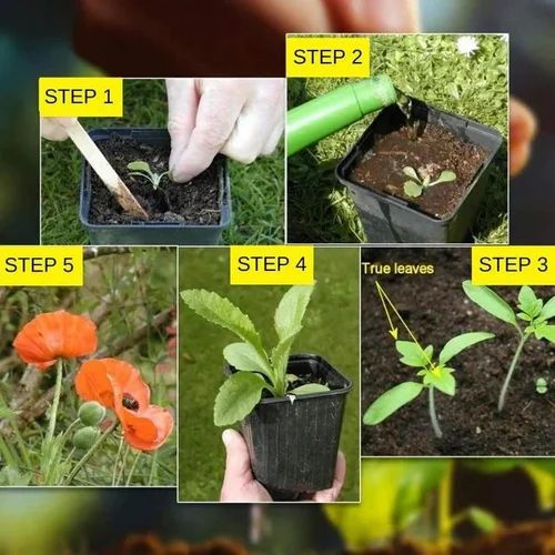 150 Variety Organic Flower Seeds Pack with Free Plant Growth Supplement