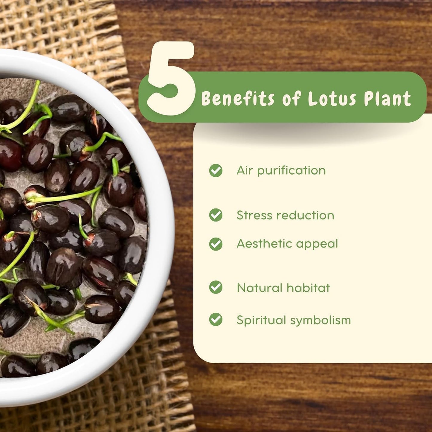 (20 Seeds) Bonsai Lotus Flower Seeds – Hybrid Japanese Lotus Seeds for Home Garden & Water Plants