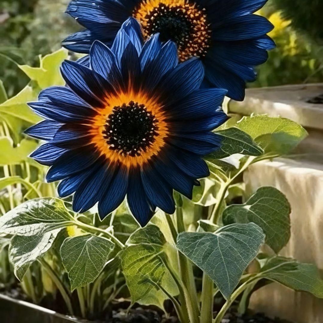 Blue Flame Sunflower Seeds with Organic Pot Mix – Pack of 1