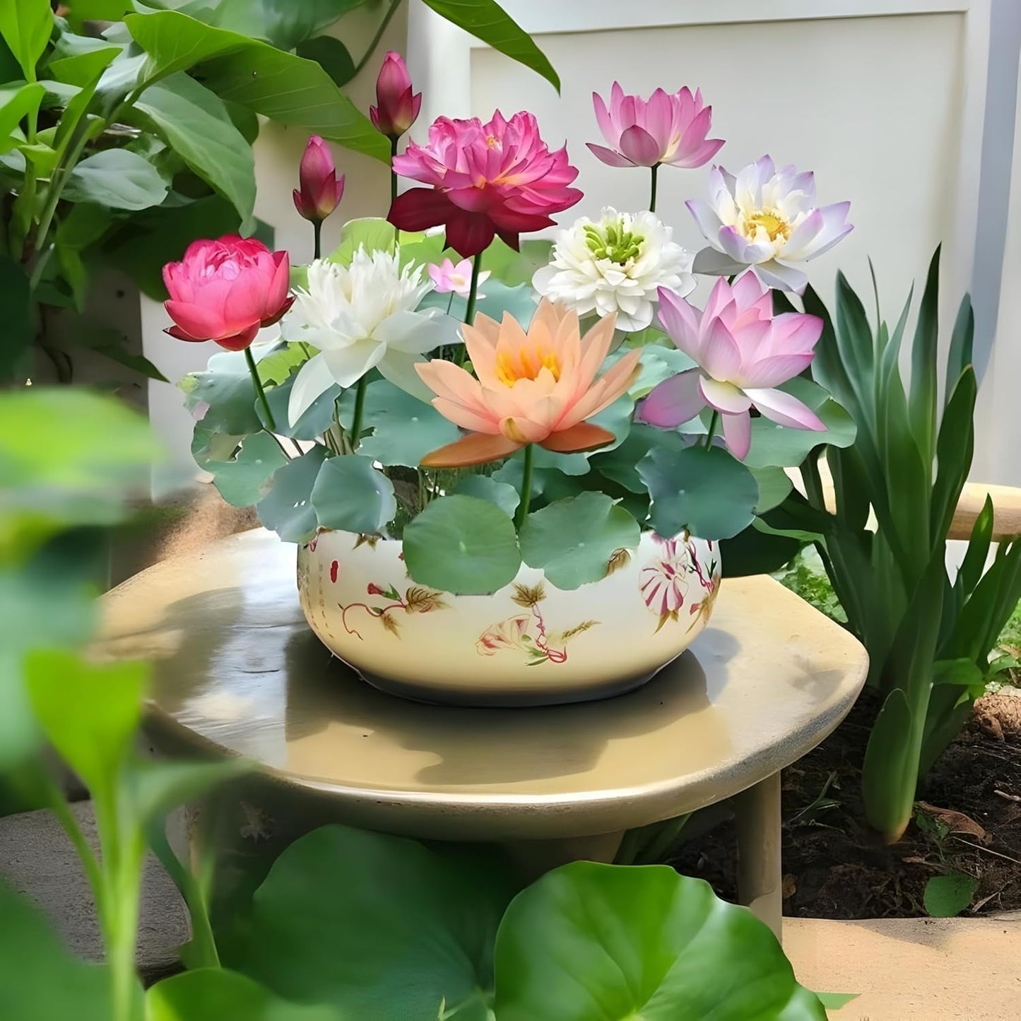 (20 Seeds) Bonsai Lotus Flower Seeds – Hybrid Japanese Lotus Seeds for Home Garden & Water Plants