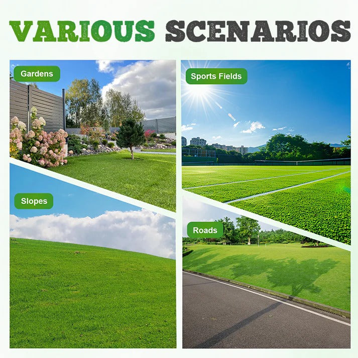 4 Season  Evergreen Lawn Grass Seeds (pack of 2)