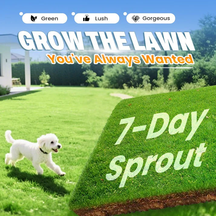 4 Season  Evergreen Lawn Grass Seeds (pack of 2)