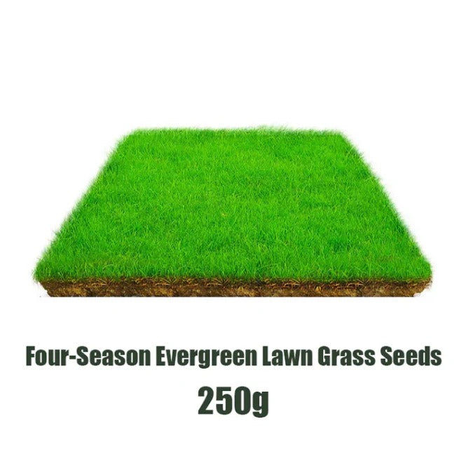 4 Season  Evergreen Lawn Grass Seeds (pack of 2)