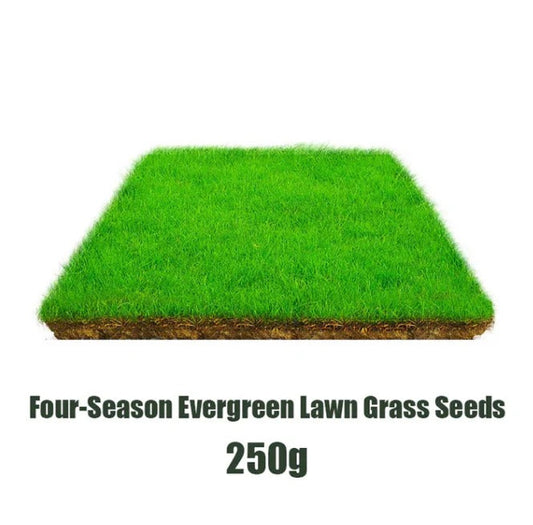 (Pack of 2) 4 Season  Evergreen Lawn Grass Seeds – Premium Garden Grass Seeds for Home Lawn