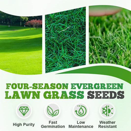 (Pack of 2) 4 Season  Evergreen Lawn Grass Seeds – Premium Garden Grass Seeds for Home Lawn