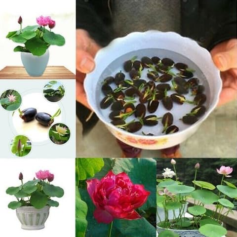 (20 Seeds) Bonsai Lotus Flower Seeds – Hybrid Japanese Lotus Seeds for Home Garden & Water Plants